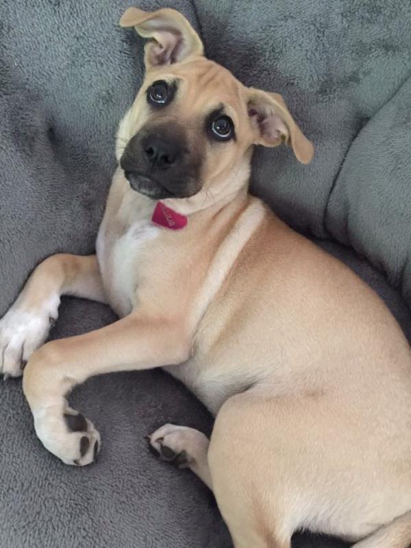 /Images/uploads/Animal Rescue Foundation/puppyprom/entries/3772thumb.jpg